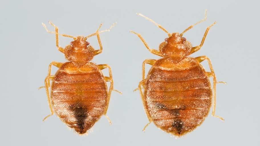 Bed Bugs In Home Health Care Bed Bugs In Home Health Care
